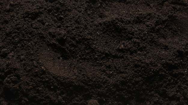 The Seeds Of Suffering