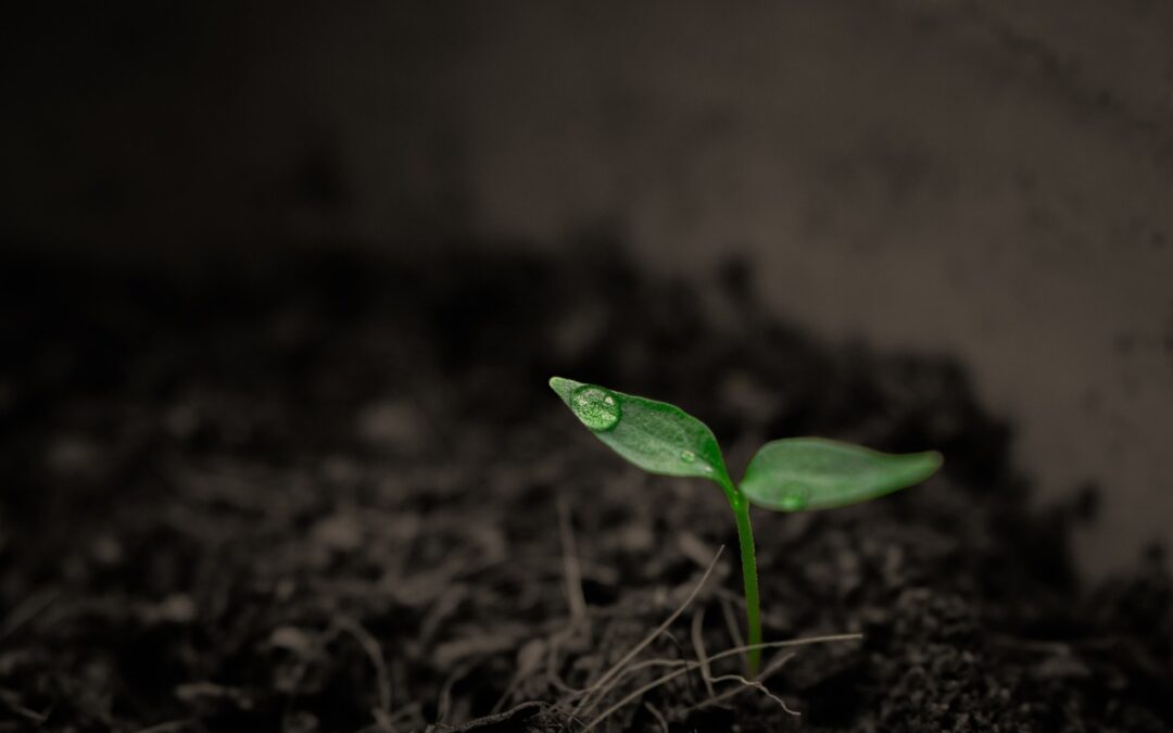 The Sprouts of Separation